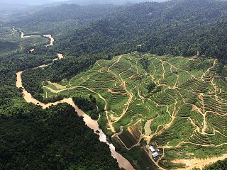 Preserving the Forests of Borneo From Palm Oil’s Pull
