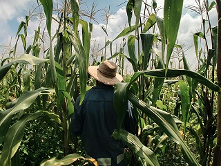 Taking a closer look at Forest, Land and Agriculture (FLAG) greenhouse gas (GHG) emissions