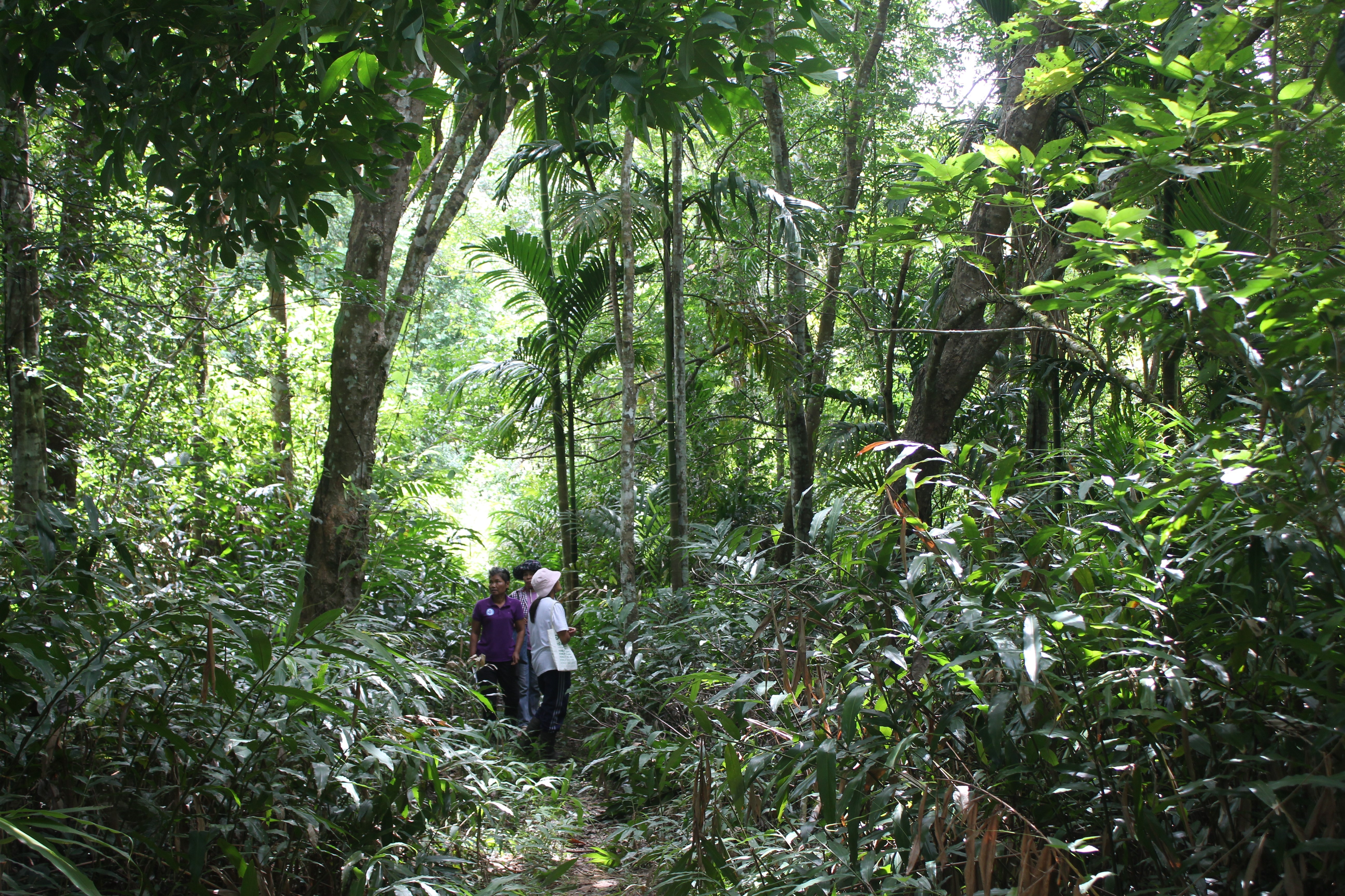 Pure Strategies Launches Carbon Footprint of Regeneratively Produced Rubber, Partnering with Terra Genesis and Regenerative Rubber Alliance