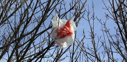 Image result for Plastic bags in trees