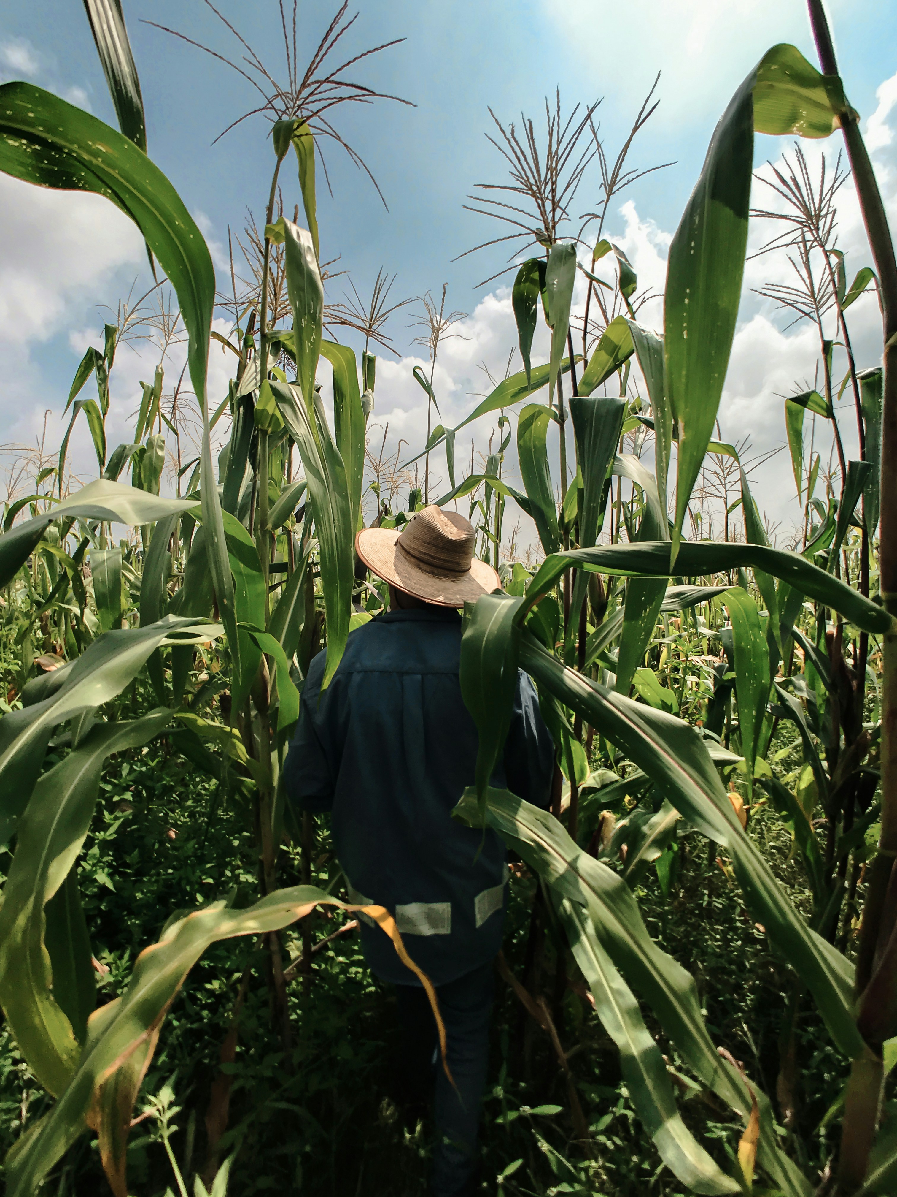 Taking a closer look at Forest, Land and Agriculture (FLAG) greenhouse gas (GHG) emissions