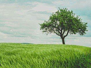 Bridging climate and nature: How to progress on both strategies to scale supply chain improvements