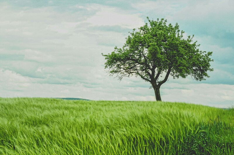 Bridging climate and nature: How to progress on both strategies to scale supply chain improvements