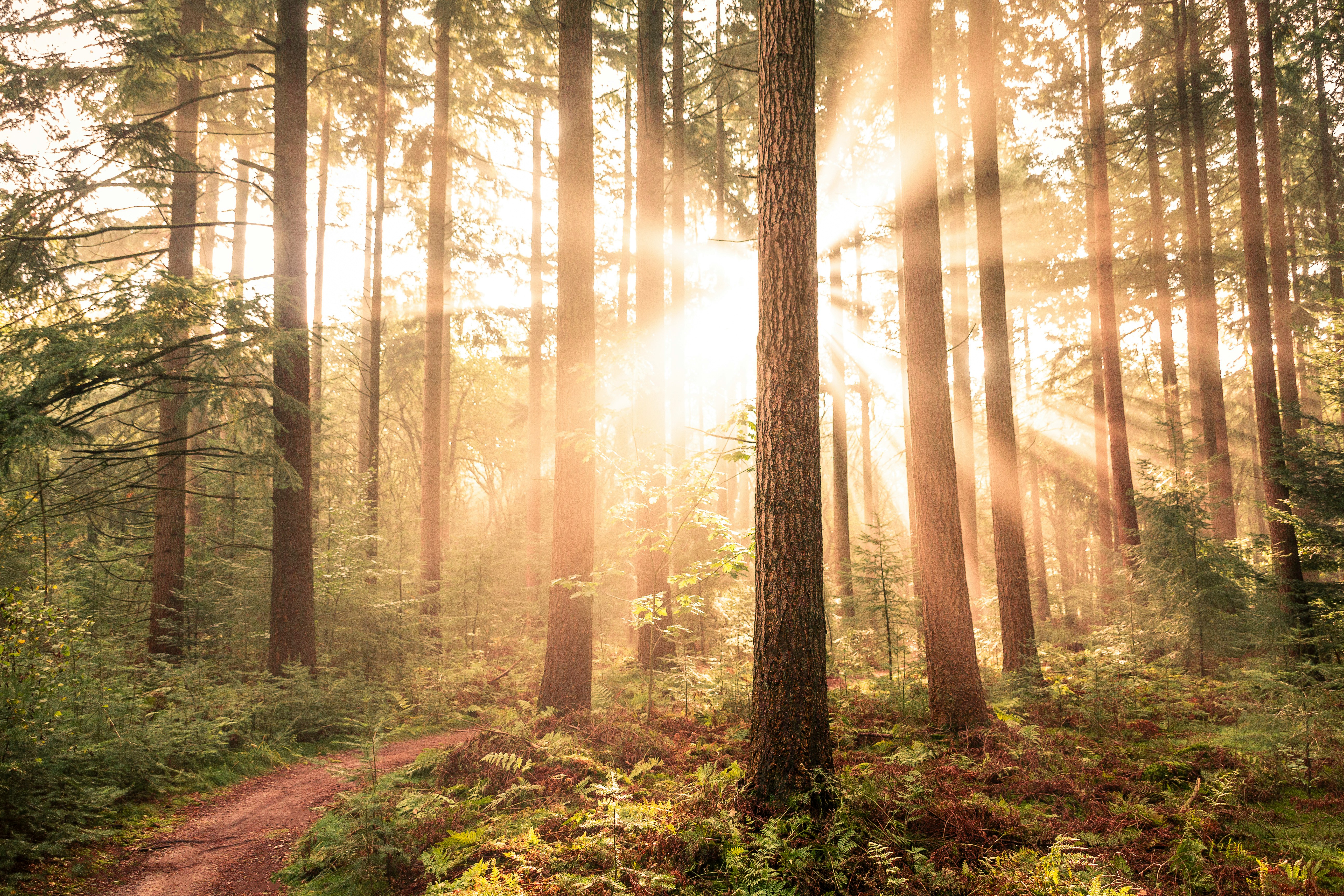 The Era of Deforestation Accountability is Here