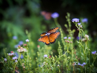 3 steps to start protecting biodiversity and your business