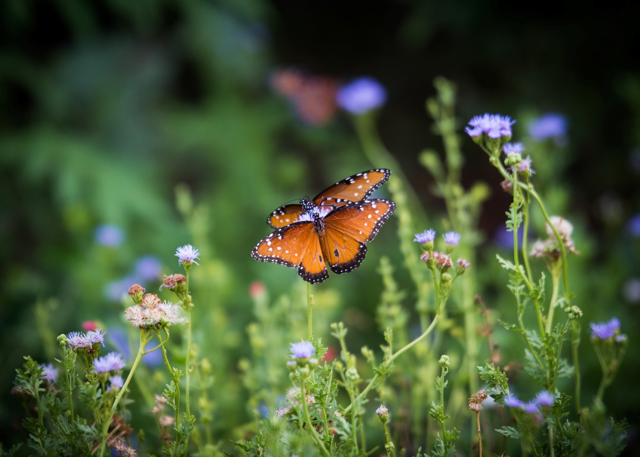 3 steps to start protecting biodiversity and your business