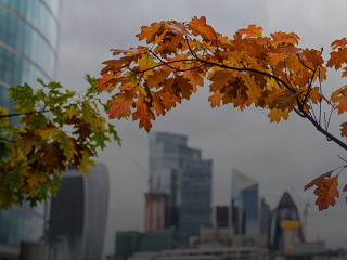 Different Starting Points, Shared Destination: The Many Roads to Corporate Action on Nature