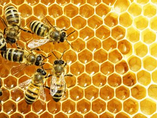 Lessons for Sustainability Strategies from the Honeybee Decline