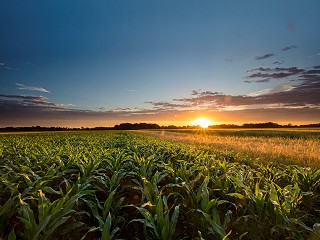 Three Tips to Advance Regenerative & Thriving Agricultural Supply Chains from Dr. Bronner’s, Sun World, and Wrangler