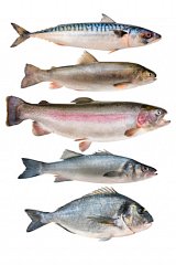 Sustainable Seafood: One Fish, Two Fish, Red Fish, Green Fish