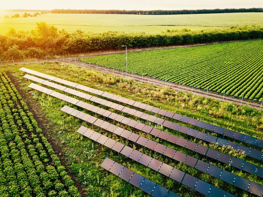 Field with solar panels