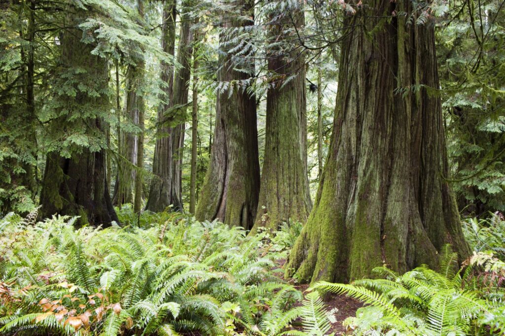 MacMillan Provincial Park