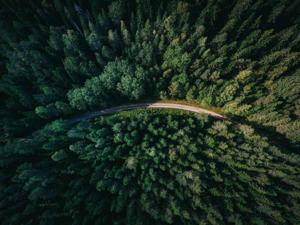 Aerial view of forests