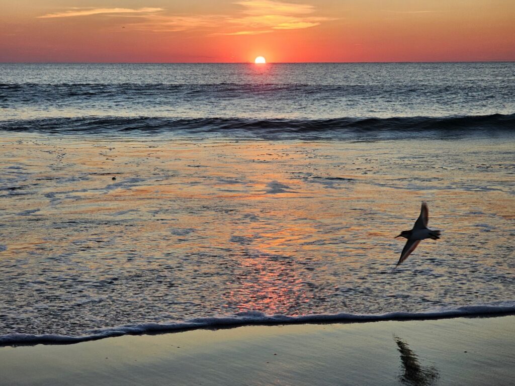 Bird over ocean at sunset