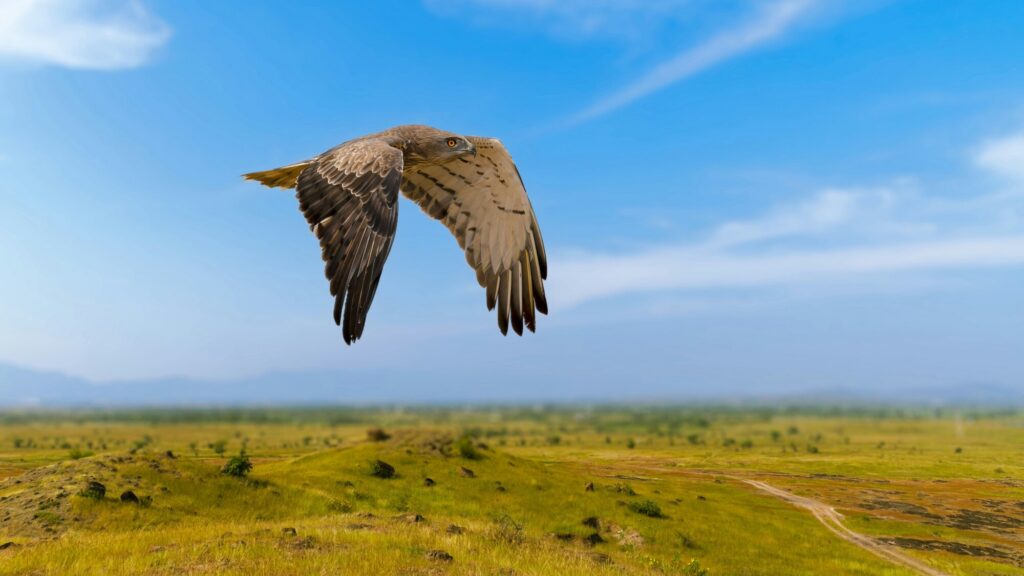 Grasslands field with raptor