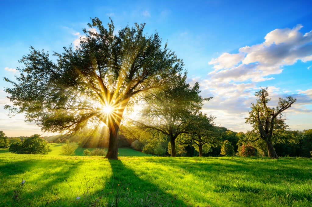 Sunlit tree