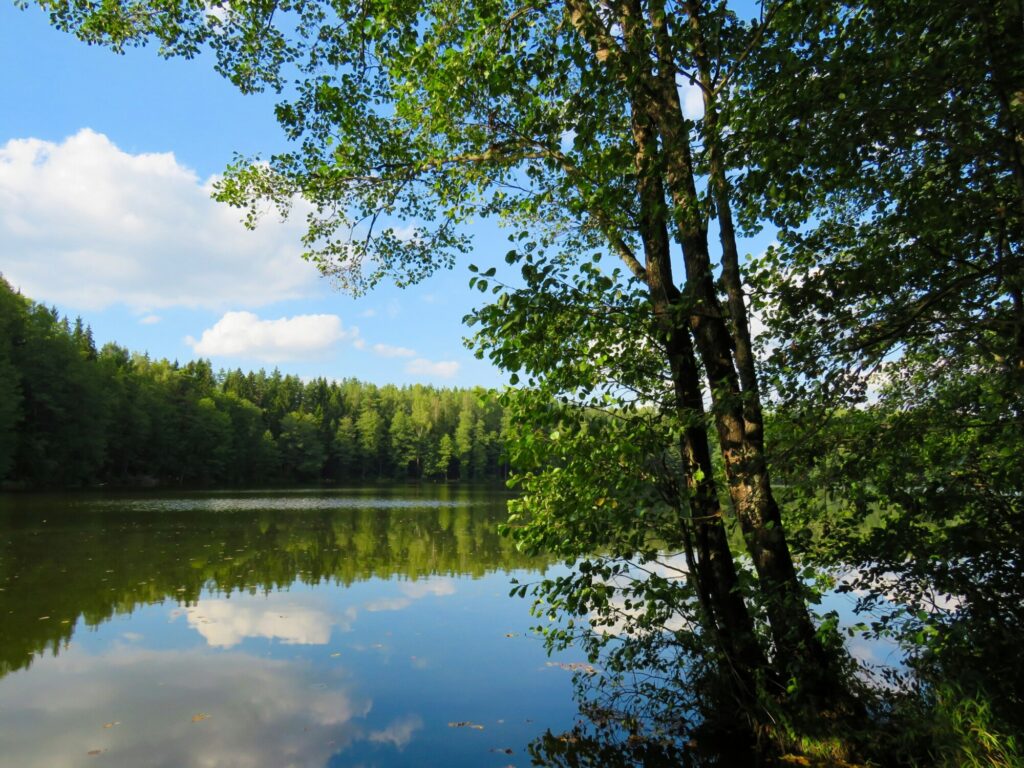 Forest landscape reflected in water